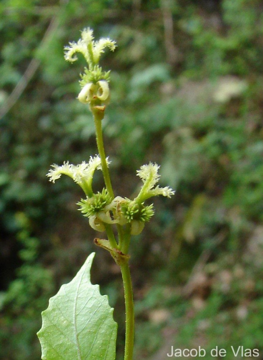 Mallotus resinosus (Blanco) Merr.